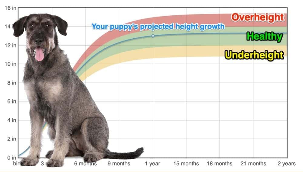 Giant Schnauzer Height+Growth Chart How Tall Will My Giant Schnauzer